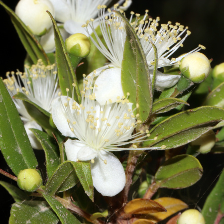 Мирт обыкновенный Белоплодный (Myrtus communis var. leucocarpa), семена