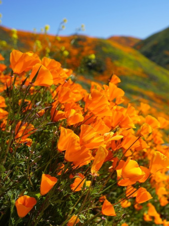 Мак калифорнийский эшшольция микс (лат. Eschscholzia californica), 100 штук