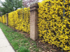 Форзиция свисающая (лат. Forsythia suspensa), семена