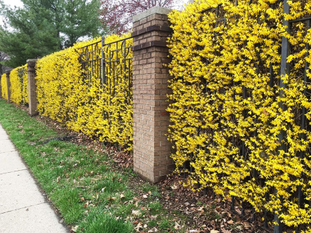 Форзиция свисающая (лат. Forsythia suspensa), семена