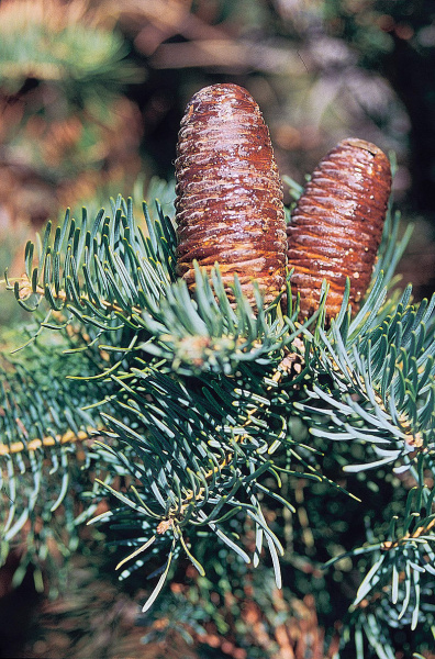 Пихта одноцветная (лат. Abies concolor), семена