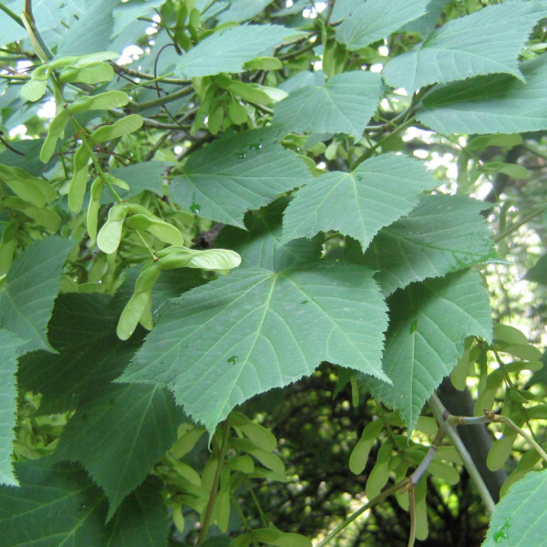 Клен зеленокорый (лат. Acer tegmentosum), семена