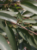 Эвкалипт лимонный (лат. Eucalyptus citriodora), саженец, 1 шт
