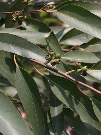 Эвкалипт лимонный (лат. Eucalyptus citriodora), саженец, 1 шт