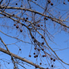 Каркас западный (лат. Celtis occidentalis), семена