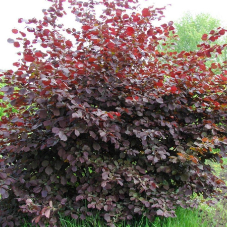 Фундук краснолистный микс морозостойких сортов Сирена и Ламберта (лат. Corylus avelana), семена