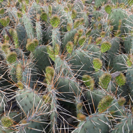 Кактус Опунция Каманчская зимующий (лат. Opuntia camanchica Engelm.), семена 0,2 грамма