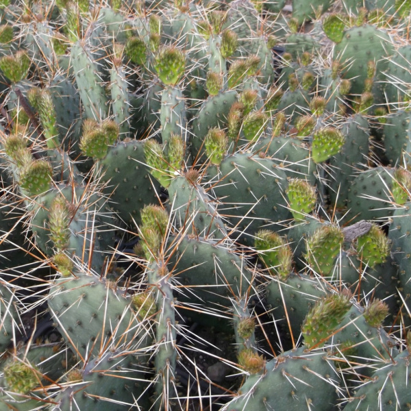Кактус Опунция Каманчская зимующий (лат. Opuntia camanchica Engelm.), семена 0,2 грамма