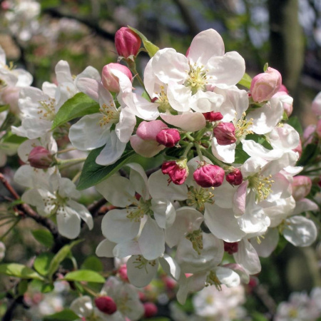 Яблоня среднеплодная полукультурка (лат. Malus hybride), семена