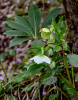 Морозник кавказский (лат. Helleborus caucasicus), семена