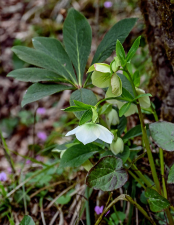 Морозник кавказский (лат. Helleborus caucasicus), семена