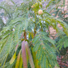 Мимоза белая, или Леуцена светлоголовчатая (лат. Leucaena leucocephala), семена