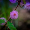 Мимоза стыдливая (лат. Mimosa pudica), семена 