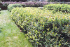 Жимолость сахалинская (лат. Lonicera sachalinensis), семена