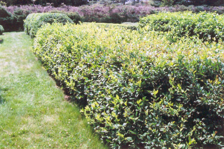 Жимолость сахалинская (лат. Lonicera sachalinensis), семена