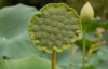 Лотос орехоносный Лили Понс (лат. Nelumbo SP. 'Lily Pons' ), семена