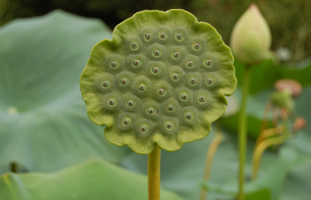 Лотос орехоносный Лили Понс (лат. Nelumbo SP. 'Lily Pons' ), семена