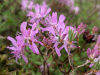 Рододендрон канадский фиолетовый (лат. Rhododendron canadense) 0,02 грамма, семена