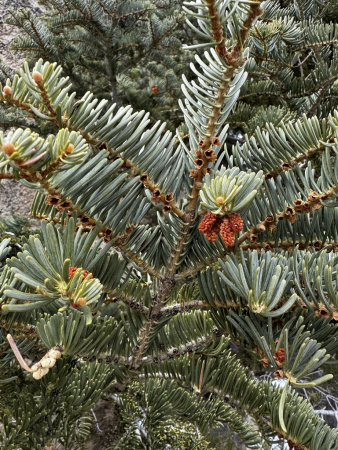 Пихта одноцветная (лат. Abies concolor), семена