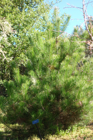 Сосна густая (лат. Pinus densata), семена