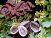 Акебия пятерная (лат. Akebia quinata), семена