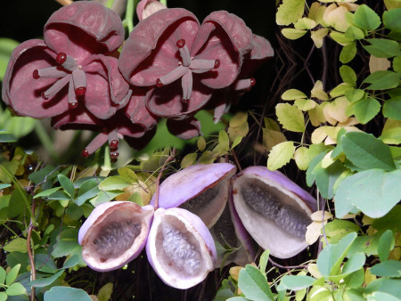 Акебия пятерная (лат. Akebia quinata), семена