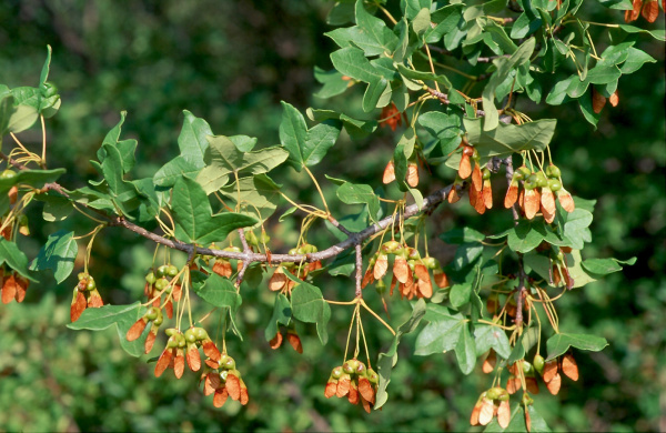 Клен трехлопастный, или Клен монпелийский (лат. Acer monspessulanum), семена