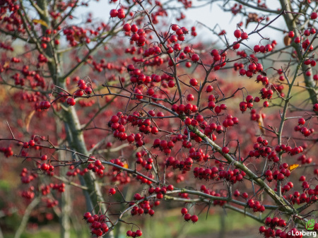 Боярышник даурский (лат. Crataegus dahurica), семена