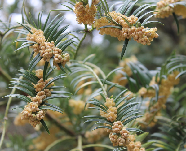 Тис ягодный Фастигиата (лат. Tаxus baccаta 'Fastigiata'), семена