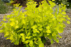Скумпия кожевенная Голден Спирит (Cotinus coggygria 'Golden Spirit'), семена