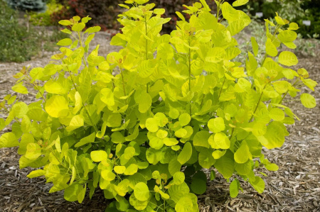 Скумпия кожевенная Голден Спирит (Cotinus coggygria 'Golden Spirit'), семена