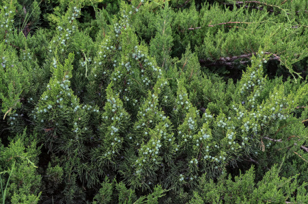 Можжевельник китайский (лат. Juniperus chinensis), семена