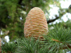 Кедр гималайский (лат. Cedrus deodara), семена