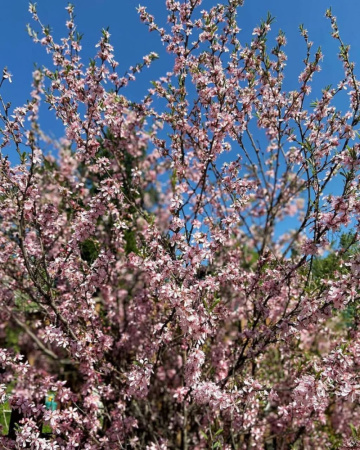 Миндаль сладкий "Бумажноскорлупный" (лат. Prunus dulcis "Бумажноскорлупный"), семена