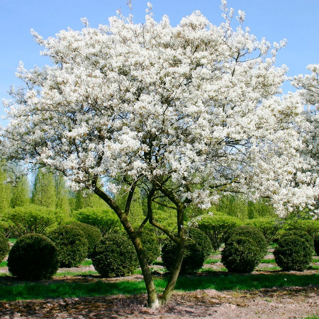 Ирга канадская (лат. Amelanchier canadensis), семена