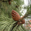 Сосна желтая, или орегонская, или тяжелая (лат. Pinus ponderosa), семена 