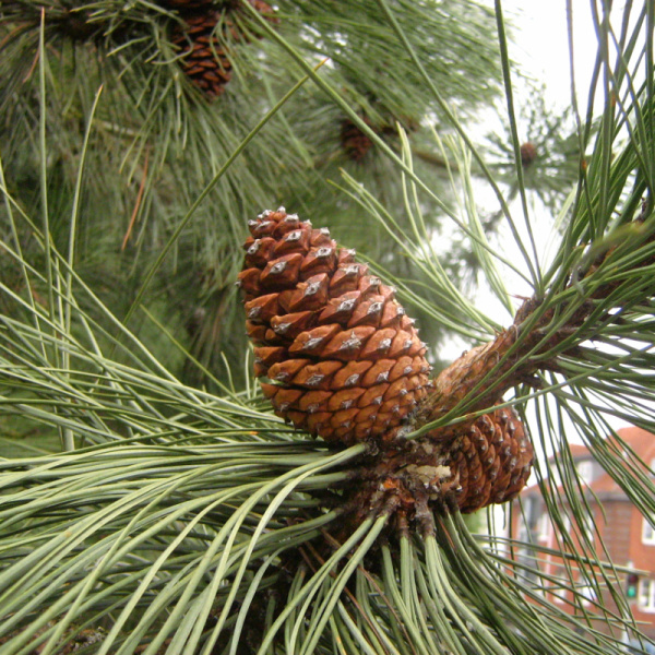 Сосна желтая, или орегонская, или тяжелая (лат. Pinus ponderosa), семена 
