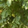 Орех Зибольда ф. сердцевидная (лат. Juglans sieboldiana Maxim), семена
