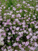 Полевые цветы "Карликовая красавица", семена 300 шт