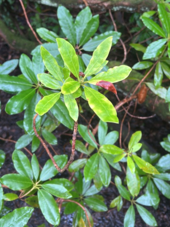 Рододендрон понтийский (лат. Rhododеndron pоnticum), семена 0,05 грамма