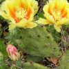 Кактус Опунция крупнокорнивищная(лат. Opuntia macrorhiza), семена 0,2 грамма
