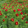 Пион тонколистный, или узколистный 'Rubra Plena' (лат. Paeonia tenuifolia 'Rubra Plena'), семена
