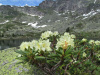 Рододендрон золотистый (лат. Rhododendron aureum), семена 0,02 грамма