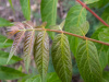 Айлант высочайший  (лат. Ailanthus altissima), семена