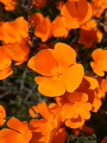 Мак калифорнийский эшшольция микс (лат. Eschscholzia californica), 100 штук