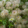 Клематис пильчатолистный (лат. Clematis serratifolia), семена