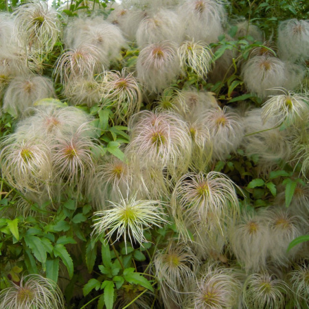 Клематис пильчатолистный (лат. Clematis serratifolia), семена