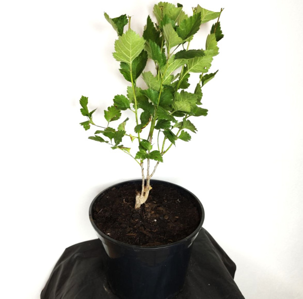 Боярышник крупноплодный (лат. Crataegus aestivalis), саженец, 1 шт