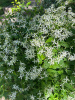 Клематис трехцветковый (лат. Clematis terniflora), семена 