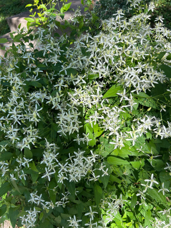 Клематис трехцветковый (лат. Clematis terniflora), семена 